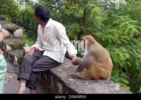 12 août 2023, Haridwar, Uttarakhand, Inde. Homme nourrissant le singe dans la cour du temple Banque D'Images