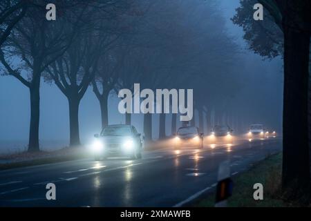 Route de campagne B 57 près de Erkelenz, automne, brouillard, temps pluvieux, avenue bordée d'arbres, route humide, Rhénanie du Nord-Westphalie, Allemagne Banque D'Images