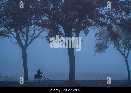 Route de campagne B 57 près de Erkelenz, automne, brouillard, cycliste, temps pluvieux, avenue bordée d'arbres, route humide, Rhénanie du Nord-Westphalie, Allemagne Banque D'Images