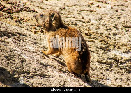 Bébé Cape hyrax Banque D'Images