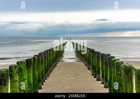 Côte de la mer du Nord en Zélande, appelée Zeeland Riviera, brise-lames, fait de pieux de bois, près de Zoutelande, municipalité de Veere, pays-Bas Banque D'Images