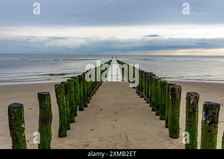 Côte de la mer du Nord en Zélande, appelée Zeeland Riviera, brise-lames, fait de pieux de bois, près de Zoutelande, municipalité de Veere, pays-Bas Banque D'Images