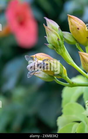 Malia Crète Grèce, 7/20/24 - L'abeille recueille le nectar des fleurs avec sa longue langue Banque D'Images