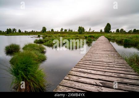 Les Hautes Fagnes, Brackvenn, tourbière surélevée, sentier de randonnée en planches de bois, en Wallonie, Belgique, à la frontière avec l'Allemagne Banque D'Images