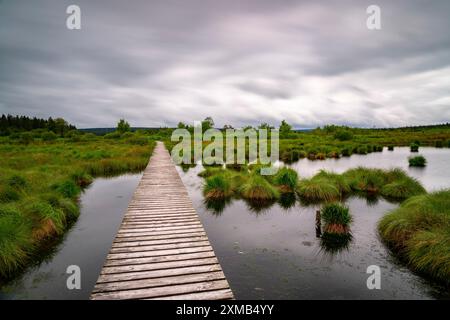 Les Hautes Fagnes, Brackvenn, tourbière surélevée, sentier de randonnée en planches de bois, en Wallonie, Belgique, à la frontière avec l'Allemagne Banque D'Images