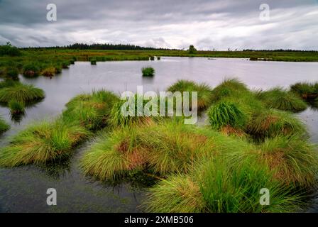 Les Hautes Fagnes, Brackvenn, élevaient des tourbières en Wallonie, en Belgique, à la frontière avec l'Allemagne Banque D'Images