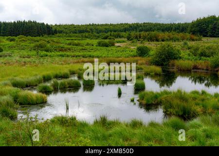 Les Hautes Fagnes, Brackvenn, élevaient des tourbières en Wallonie, en Belgique, à la frontière avec l'Allemagne Banque D'Images