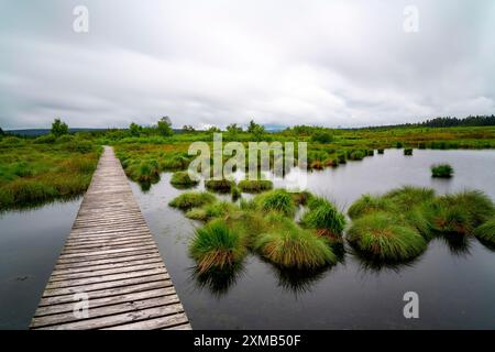 Les Hautes Fagnes, Brackvenn, tourbière surélevée, sentier de randonnée en planches de bois, en Wallonie, Belgique, à la frontière avec l'Allemagne Banque D'Images