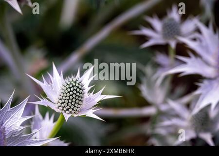 Gros plan d'une fleur argentée bleuâtre d'Eryngium planum en été Banque D'Images