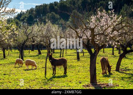 Fleurs d'amandiers à Majorque, de janvier à mars des centaines de milliers d'amandiers fleurissent sur l'île Baléares, Majorque, Espagne Banque D'Images