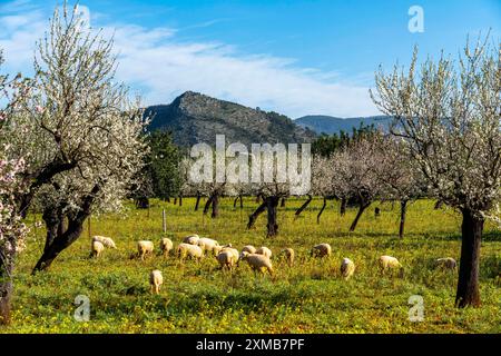 Fleurs d'amandiers à Majorque, de janvier à mars, des centaines de milliers d'amandiers fleurissent sur l'île des Baléares, près de Bunyola, Majorque Banque D'Images