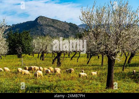 Fleurs d'amandiers à Majorque, de janvier à mars, des centaines de milliers d'amandiers fleurissent sur l'île des Baléares, près de Bunyola, Majorque Banque D'Images