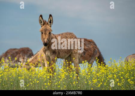 L'âne commun hongrois est dans le champ de floraison verte Banque D'Images