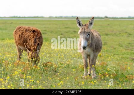 L'âne commun hongrois est dans le champ de floraison verte Banque D'Images