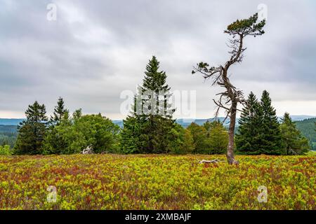 Paysage sur le Kahler Asten, montagne, dans le district de Hochsauerland, Hochheide, Rhénanie du Nord-Westphalie, Allemagne Banque D'Images