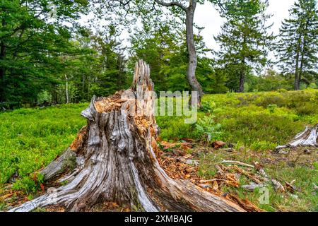 Paysage sur le Kahler Asten, montagne, dans le district de Hochsauerland, Hochheide, Rhénanie du Nord-Westphalie, Allemagne Banque D'Images