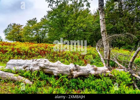 Paysage sur le Kahler Asten, montagne, dans le district de Hochsauerland, Hochheide, Rhénanie du Nord-Westphalie, Allemagne Banque D'Images