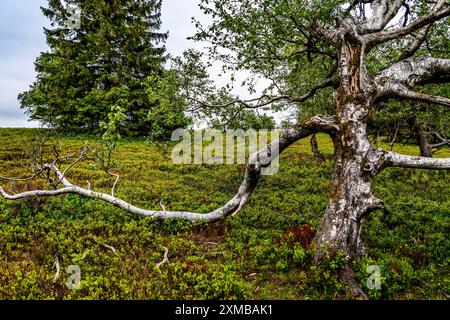 Paysage sur le Kahler Asten, montagne, dans le district de Hochsauerland, Hochheide, Rhénanie du Nord-Westphalie, Allemagne Banque D'Images