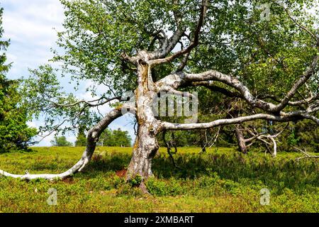 Paysage sur le Kahler Asten, montagne, dans le district de Hochsauerland, Hochheide, Rhénanie du Nord-Westphalie, Allemagne Banque D'Images