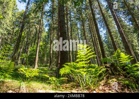 Forêt, paysage sur le Langenberg, près de Niedersfeld, dans le district de Hochsauerland, la plus haute montagne de Rhénanie-du-Nord-Westphalie, 843 mètres au-dessus Banque D'Images