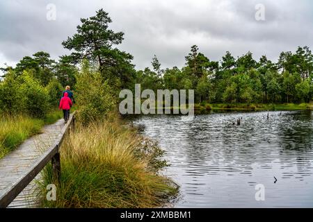 Chemin de planches en bois à travers le Pietzmoor, tourbière surélevée dans la réserve naturelle de Lueneburg Heath, près de Scheverdingen, basse-Saxe, Allemagne Banque D'Images