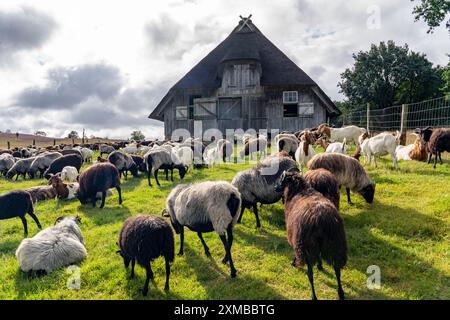 Étable pour moutons Heidschnucken, dans la réserve naturelle de Lueneburg Heath, basse-Saxe, Allemagne Banque D'Images