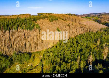 Sauerland, dépérissement de la forêt, épinettes mortes, causées par le coléoptère de l'écorce, températures élevées, manque d'eau, changement climatique, Rhénanie du Nord-Westphalie Banque D'Images