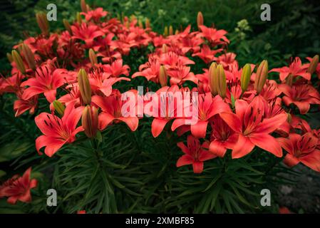 Lilium Asiatic Hybrid ou Red Lys poussant en russie Banque D'Images