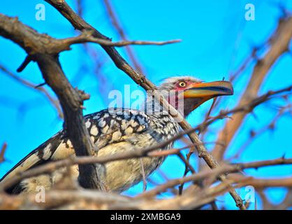 Hornbill à bec rouge du sud dans l'arbre Banque D'Images