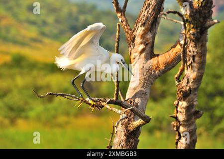 Aigrette (oiseau blanc) atterrissant dans l'arbre mort Banque D'Images