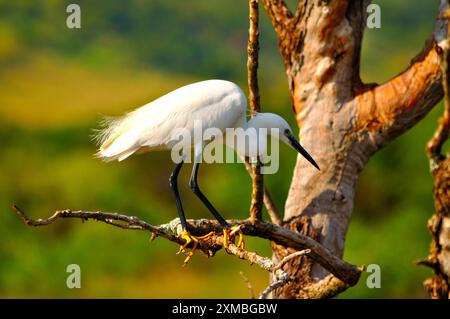 Aigrette (oiseau blanc) debout dans un arbre sec et mort Banque D'Images