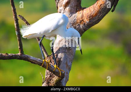 Aigrette (oiseau blanc) dans la pêche à sec des arbres Banque D'Images