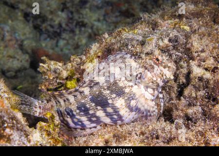 Le blenny de bijoux, Salarias fasciatus, a plusieurs noms communs, y compris blenny de tondeuse à gazon et rockskipper peint, Guam, Micronésie, Mariana Island Banque D'Images