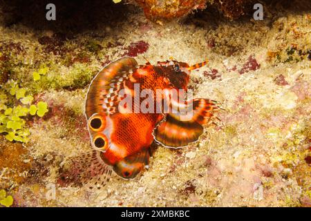 Le poisson-lion en forme de duvet, Dendrochirus biocellatus, est également connu sous le nom de poisson-lion ocellé et de poisson-limon en forme de duvet. Photographié la nuit au large de l'île Banque D'Images