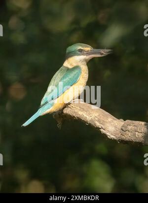 Le kingfisher sacré est un kingfisher des bois de taille moyenne qui se trouve dans les mangroves, les bois, les forêts et les vallées fluviales en Australie, Banque D'Images