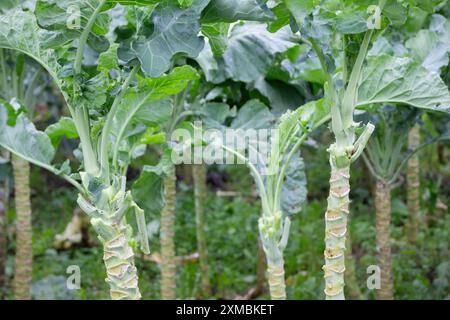 Champ de collard frais en lumière naturelle du soleil, végétation verte, paysage agricole, croissance végétale extérieure, cadre de jardin, concept botanique. Banque D'Images