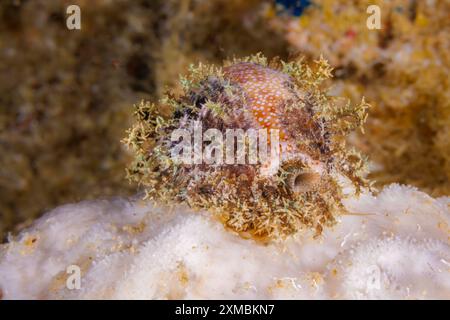 Une cowrie à lèvres doublées, Chyprea labrolineata, se déplaçant à travers la surface d'une éponge la nuit, Guam, Micronésie, Îles Mariannes, mer des Philippines. Banque D'Images