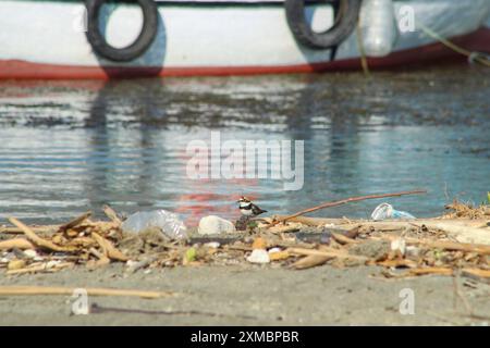 Petit pluvier annelé dans l'habitat naturel. Portrait de petit pluvier annelé, oiseau debout sur la rive de la mer Méditerranée. Banque D'Images