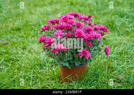 fleur de chrysanthème pourpre dans un pot de fleurs sur l'herbe Banque D'Images