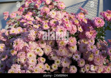 beau bouquet d'automne de chrysanthèmes fleurit dans le jardin fleuri Banque D'Images