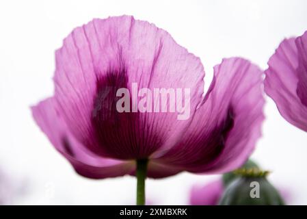Pavot à opium en fleurs Papaver somniferum. Gros plan. Banque D'Images