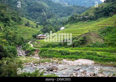 Belles terrasses vertes de riz dans le district de Hoang Su Phi de la province de Ha Giang, au nord du Vietnam Banque D'Images