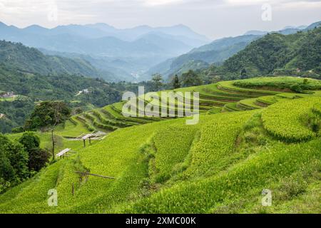 Belles terrasses vertes de riz dans le district de Hoang Su Phi de la province de Ha Giang, au nord du Vietnam Banque D'Images