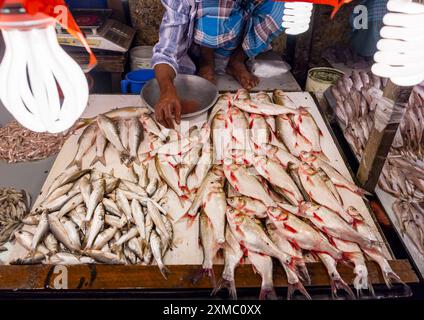 Lampes au-dessus de poissons frais dans le marché aux poissons, Dhaka Division, Dhaka, Bangladesh Banque D'Images