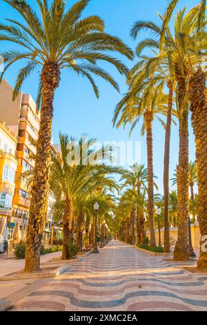 Rue principale par la mer à Alicante, promenade, rue avec des palmiers par la mer - Esplanada Banque D'Images