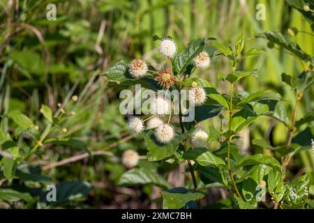 Buttonbush (Cephalanthus occidentalis) dans la forêt de l'État de l'Ohio Banque D'Images