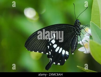 Papilio Polytes est un papillon qui a de beaux motifs de couleur et vit dans de nombreux pays asiatiques, y compris en Indonésie Banque D'Images