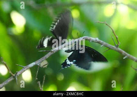 Papilio Polytes est un papillon qui a de beaux motifs de couleur et vit dans de nombreux pays asiatiques, y compris en Indonésie Banque D'Images
