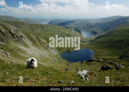 Moutons et petite eau tarn haut au-dessus de Haweswater Banque D'Images