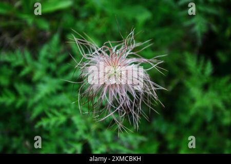 Alpine Pasqueflower Banque D'Images